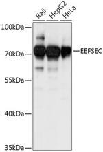 EEFSEC Polyclonal Antibody