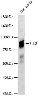 ELL2 Polyclonal Antibody