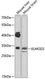 ELMOD2 Antibody in Western Blot (WB)