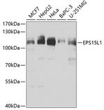 EPS15R Polyclonal Antibody