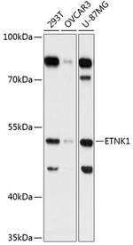ETNK1 Polyclonal Antibody