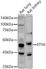 ETV6 Antibody in Western Blot (WB)