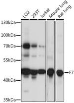 F7 Polyclonal Antibody