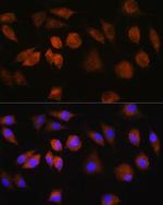 FAM3D Polyclonal Antibody