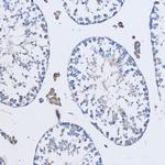 FAM3D Antibody in Immunohistochemistry (Paraffin) (IHC (P))