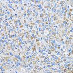 FAM3D Antibody in Immunohistochemistry (Paraffin) (IHC (P))