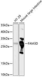FAM3D Antibody in Western Blot (WB)