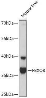 FBXO8 Polyclonal Antibody