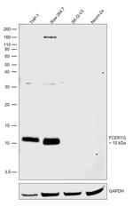 FCER1G Polyclonal Antibody