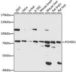 FCHSD1 Antibody in Western Blot (WB)
