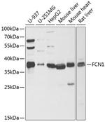 FCN1 Polyclonal Antibody