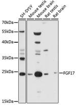 FGF17 Antibody in Western Blot (WB)