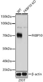 FKBP10 Polyclonal Antibody