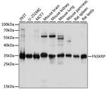 FN3KRP Polyclonal Antibody