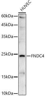 FNDC4 Polyclonal Antibody