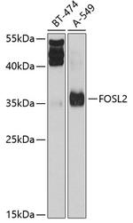 Fra2 Antibody in Western Blot (WB)