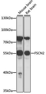 FSCN2 Polyclonal Antibody