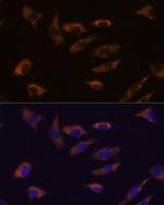 FSTL4 Polyclonal Antibody