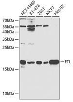 Ferritin Light Chain Antibody in Western Blot (WB)