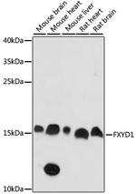 FXYD1 Polyclonal Antibody
