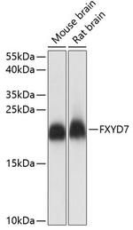 FXYD7 Polyclonal Antibody