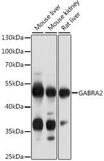 GABRA2 Polyclonal Antibody