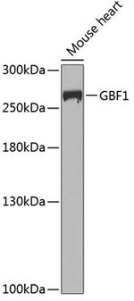 GBF1 Polyclonal Antibody