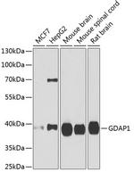 GDAP1 Antibody in Western Blot (WB)