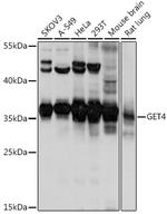 C7orf20 Polyclonal Antibody