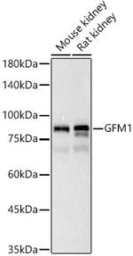 GFM1 Antibody in Western Blot (WB)