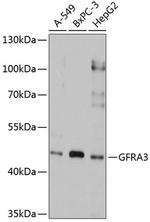 GFR alpha-3 Polyclonal Antibody