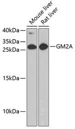 GM2A Polyclonal Antibody