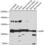 GMIP Antibody in Western Blot (WB)
