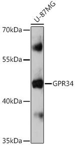 GPR34 Polyclonal Antibody