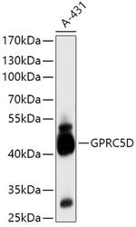 GPRC5D Polyclonal Antibody