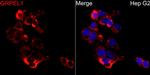 GRPEL1 Antibody in Immunocytochemistry (ICC/IF)