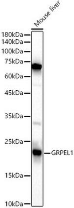 GRPEL1 Antibody in Western Blot (WB)