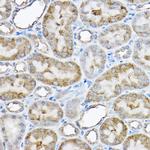 GRPEL2 Antibody in Immunohistochemistry (Paraffin) (IHC (P))
