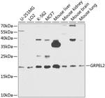 GRPEL2 Antibody in Western Blot (WB)