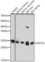 GSTA1 Antibody in Western Blot (WB)