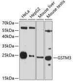GSTM3 Antibody in Western Blot (WB)