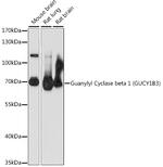 GUCY1B3 Polyclonal Antibody