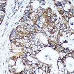 GULP1 Polyclonal Antibody