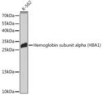 HBA1 Polyclonal Antibody