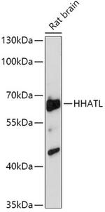 HHATL Polyclonal Antibody