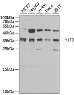 Histone H1.0 Antibody in Western Blot (WB)