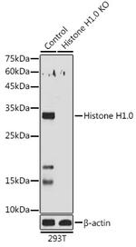 Histone H1.0 Antibody in Western Blot (WB)