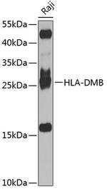 HLA-DMB Polyclonal Antibody