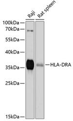 HLA-DRA Antibody in Western Blot (WB)