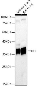 HLF Polyclonal Antibody